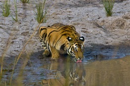 Bhutan Hosts Summit Targeting $1 Billion USD for the Conservation of Tiger Landscapes